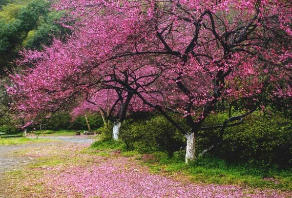 招桃花的家居风水 如何让确定自己的桃花位呢？