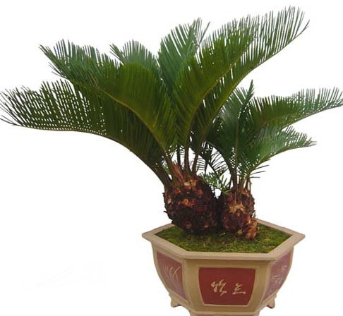 铁树
