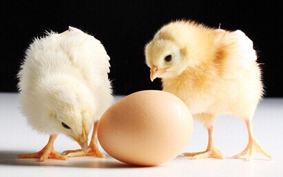 鸡兔相冲怎么化解